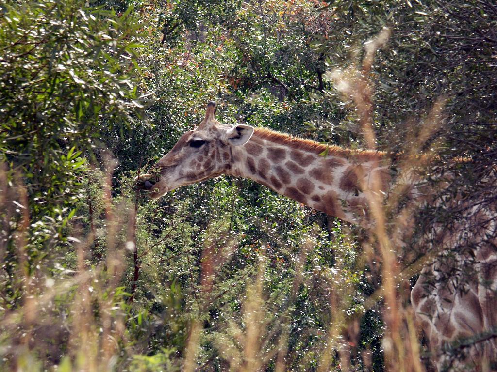 090516_Pilanesberg 106.jpg